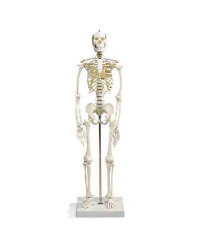 Mini-Skeleton